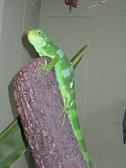 133 Cairns Tropical Zoo
